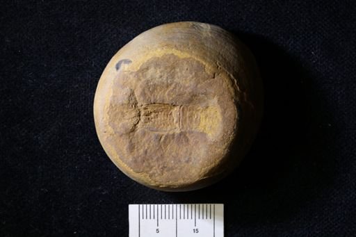 Pygocephalus gracilis