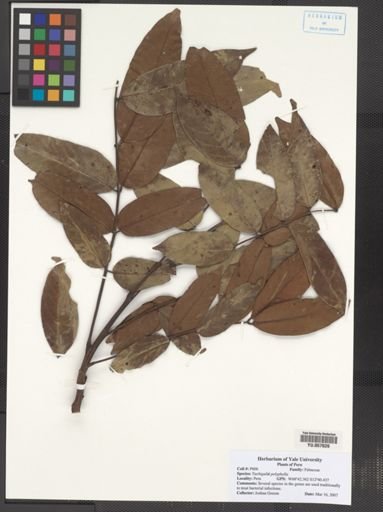 Tachigali polyphylla