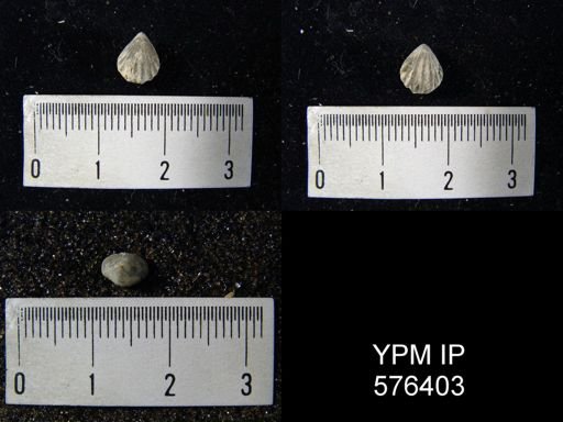 Rhynchonella indianensis