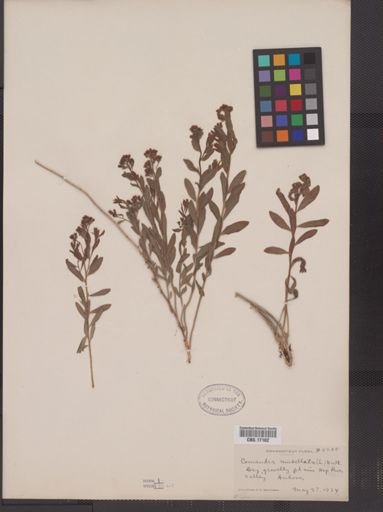 Comandra umbellata