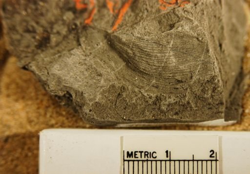 Zamia collazoensis