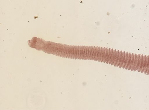 Taenia variabilis