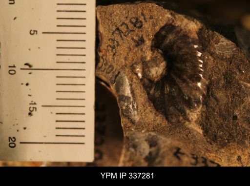 Discoscaphites sp.