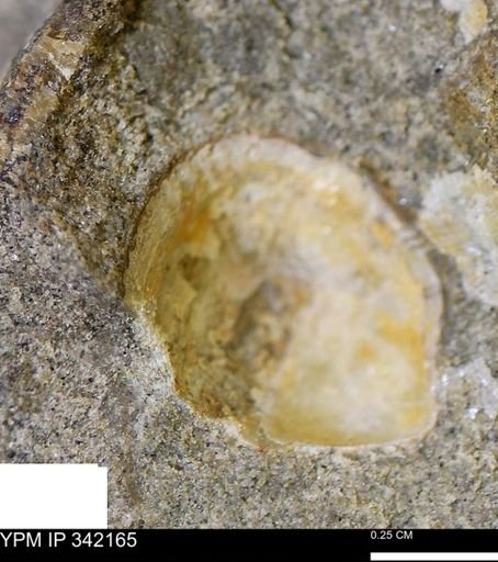 undet. Bivalvia