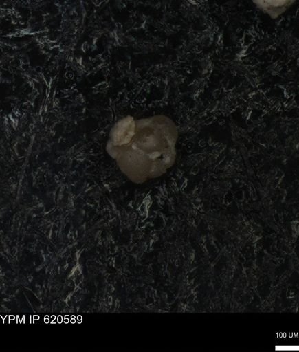 undet. Foraminiferida