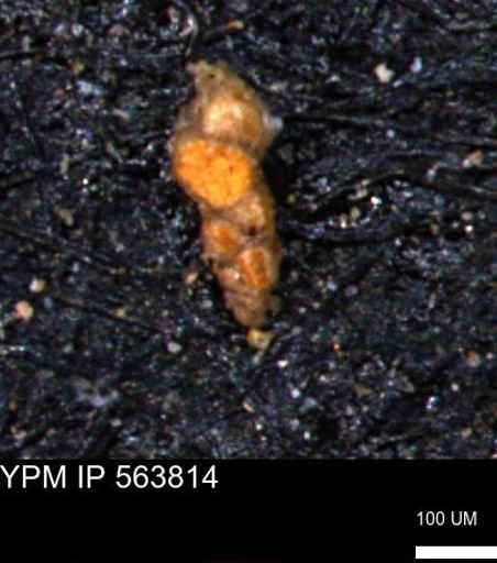 Verneuilinoides kansasensis