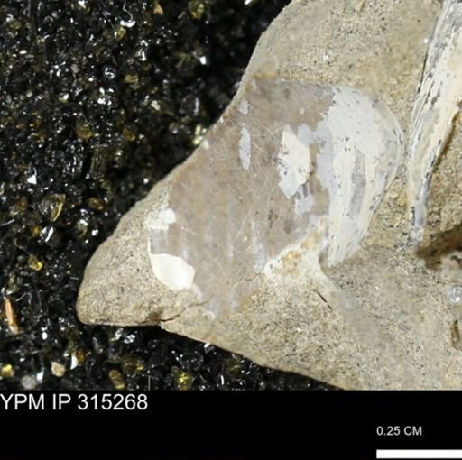 undet. Mollusca