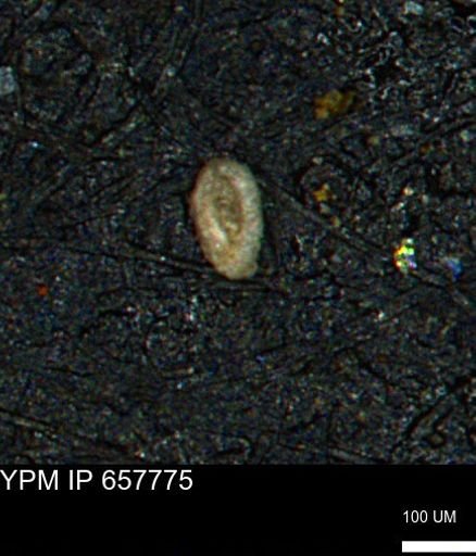 Spirolocammina subcircularis
