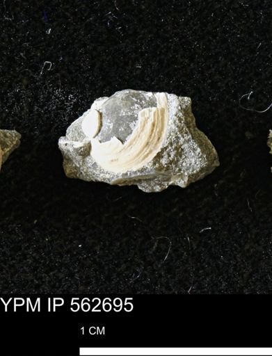 Limopsis striatopunctatus