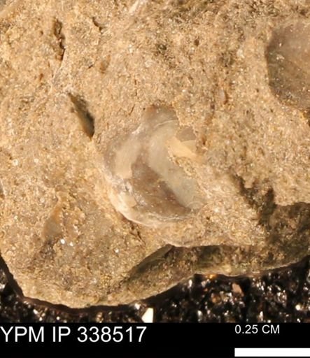 Protocardia subquadrata
