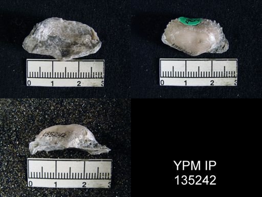 Marginifera transversa