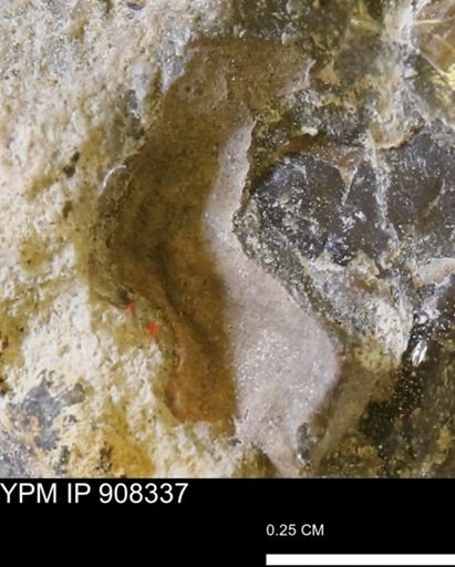 undet. Bivalvia