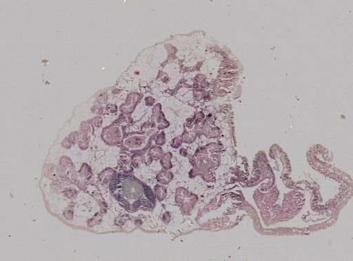 Crepidula