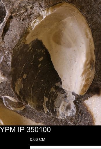 undet. Bivalvia