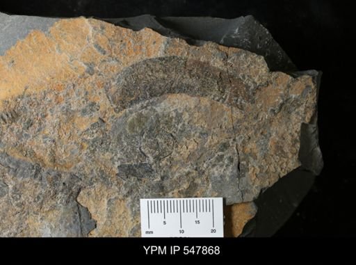 undet. Eurypterida