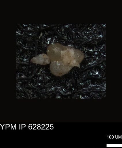 undet. Foraminiferida