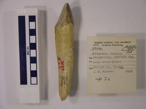 Teleoceras fossiger