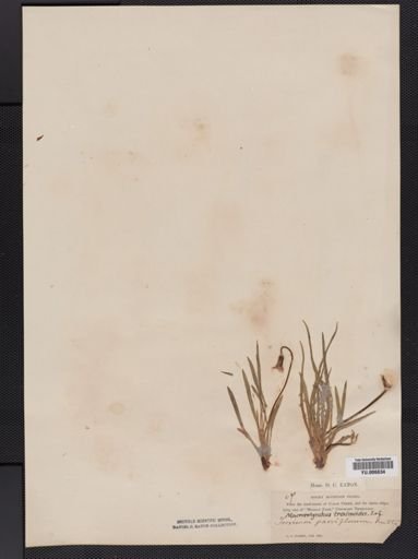 Agoseris