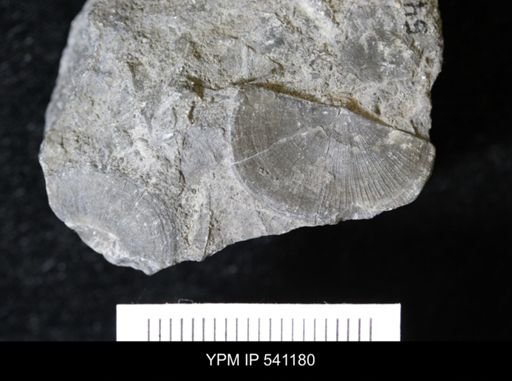 Sowerbyella