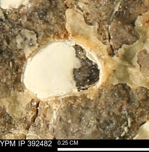 Protocardia subquadrata