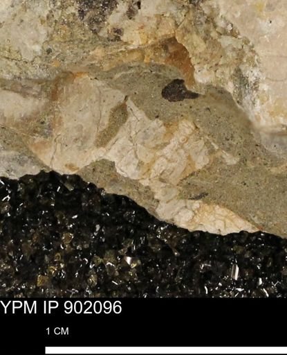 undet. Inoceramidae