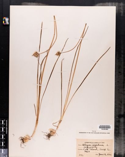 Allium canadense
