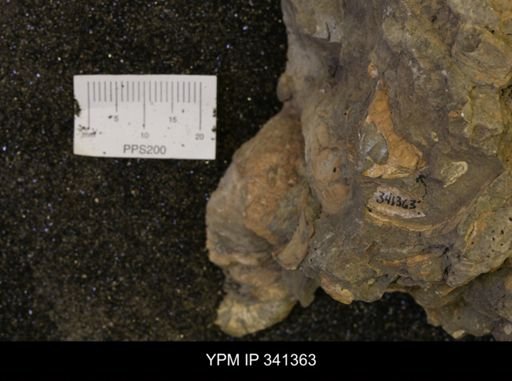 Inoceramus sp.