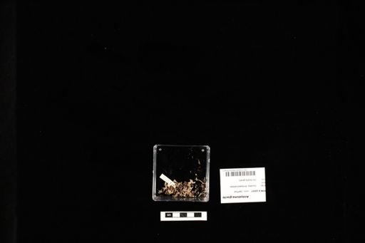 Ambystoma gracile