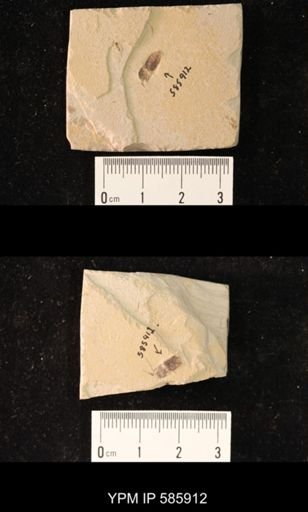 undet. Coleoptera