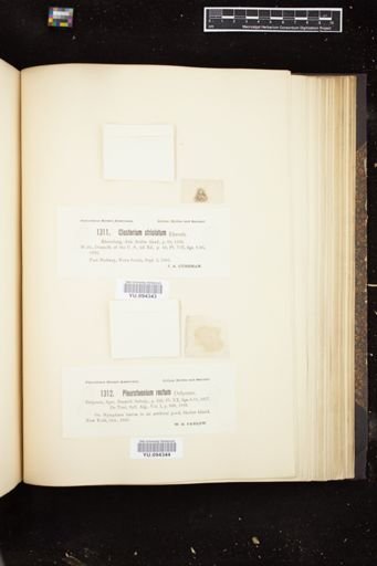 Pleurotaenium rectum