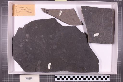 mixed taxa, stratigraphic collection