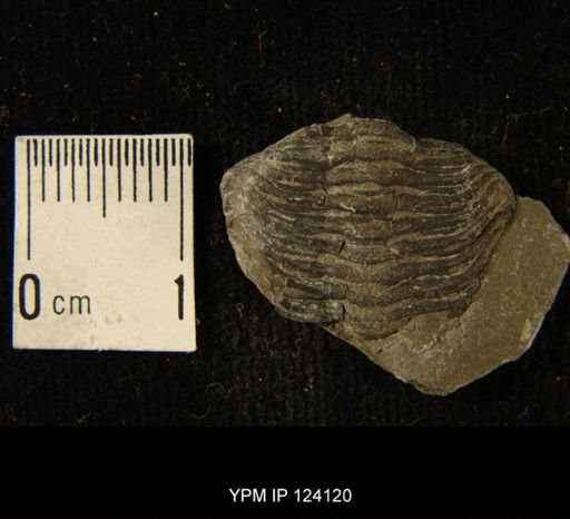 Phacops rana