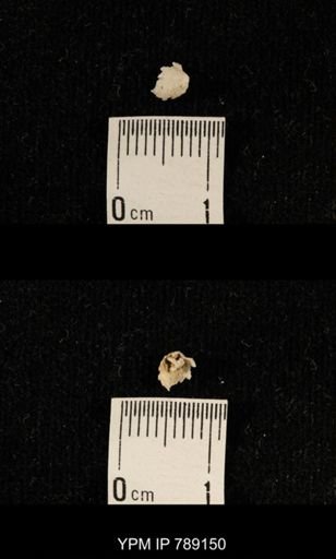 undet. Brachiopoda