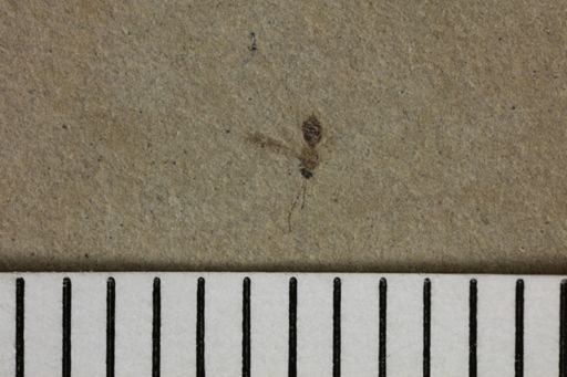 taxon undetermined
