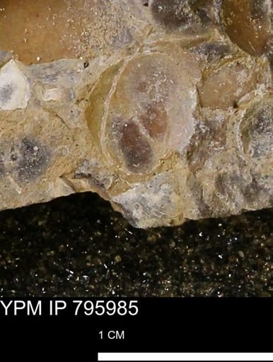 Protocardia