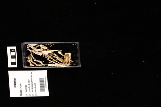 Rana clamitans