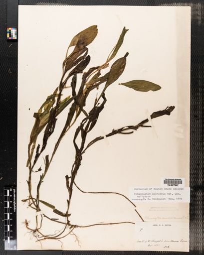 Potamogeton epihydrus