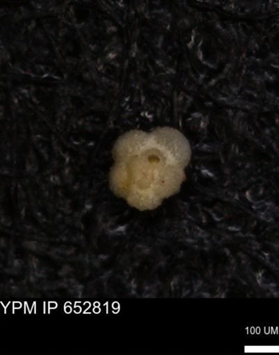 undet. Rugoglobigerinidae