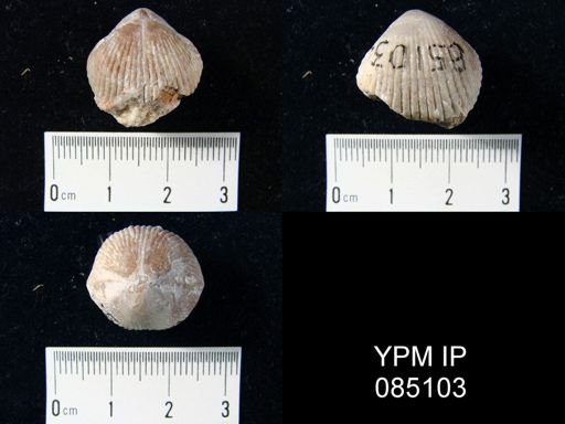 Uncinulus wilsoni