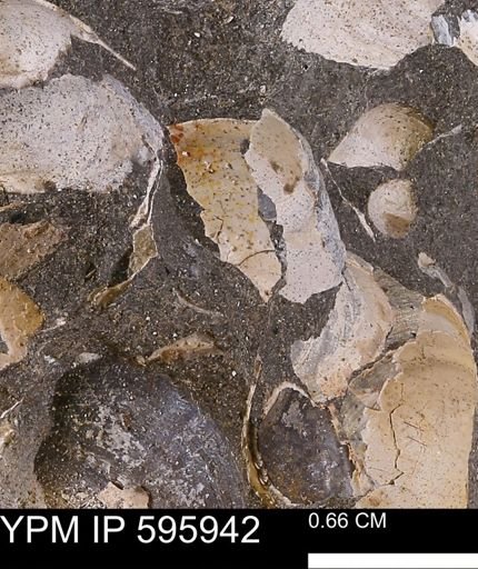 Protocardia sp.