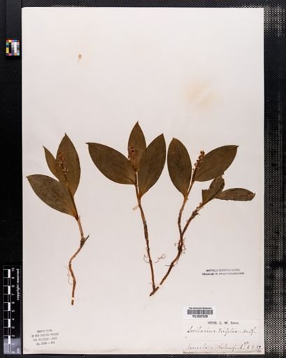 Maianthemum