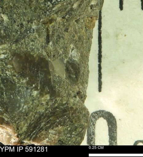 Tenuipteria fibrosa