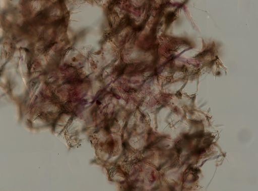 Niphates erecta