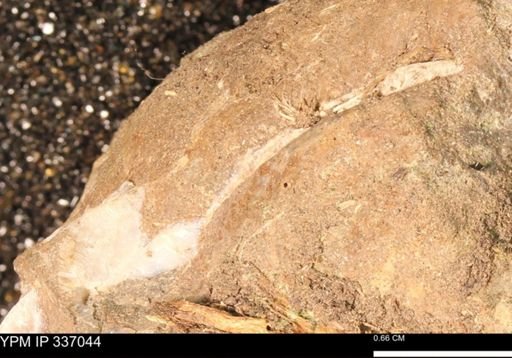 undet. Mollusca