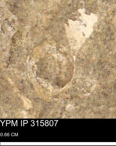 undet. Mollusca
