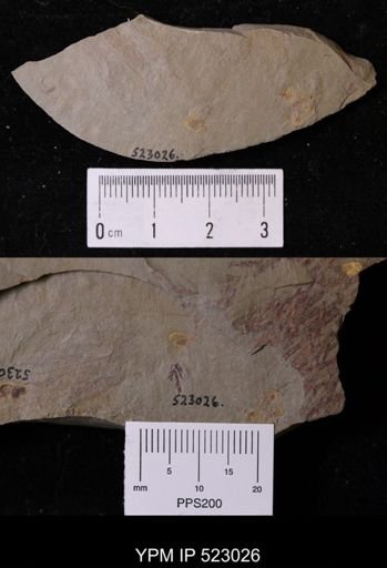 undet. Stylophora