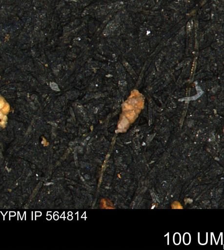 Verneuilinoides kansasensis