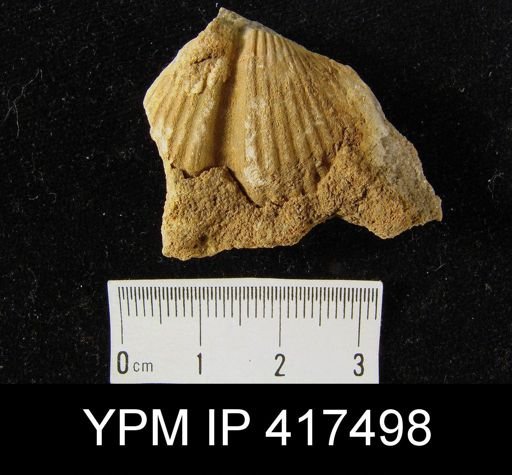 Spirifer concinnus