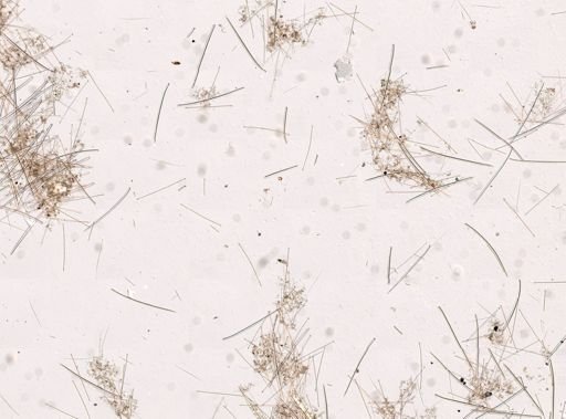Hymedesmia sp.