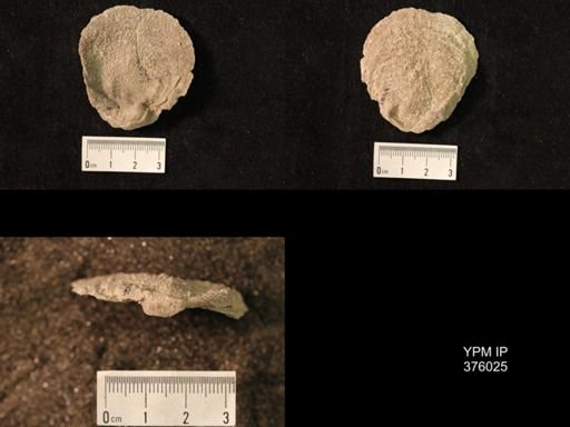 Pustula nebrascensis